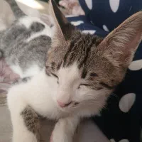 دوتا گربه نر ماده خوشگل سفید|گربه|قوچان, |دیوار