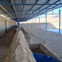 فروش و معاوضه مزرعه پرورش شترمرغ ۱۵۰ راسی|فروش دفتر صنعتی، کشاورزی، تجاری|اصفهان, فرح آباد|دیوار