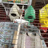 فنچ