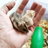 همستر مینیاتوری و لوازم مخصوص