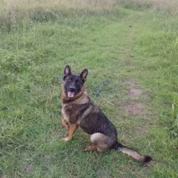 فروش سگ ژرمن شپرد|سگ|رودسر, |دیوار