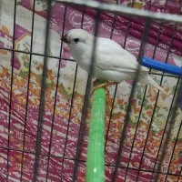 فروش یک عدد فنچ