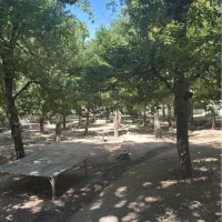 تخت اجاره ایی