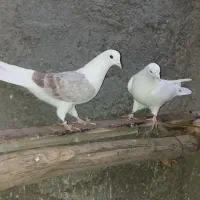 تهرانی|پرنده|شاهرود, |دیوار