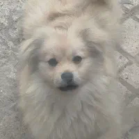 توله پنج ماهه پامرین