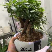 فروش انواع گیاه بنسای|گل و گیاه طبیعی|اصفهان, الهیه|دیوار