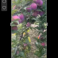 نیازمند کارگر الو پوست کردن جمع کردن