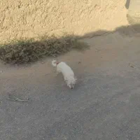 سگ پشمالو|سگ|خلیل آباد, |دیوار