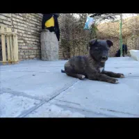 ۴توله سگ ژرمن شپرد به فروش میرسد|سگ|تربت‌حیدریه, میدان مرکزی|دیوار