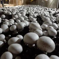 قارچ دکمه ای