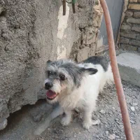 سگ پا کوتاه