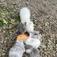 خرگوش لوپ ۲۸ تارشت صومعه سرا تولمشهر
