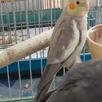 جوجه عروس هلندی آهویی گلباقالی