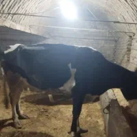 گاو گوساله سمینتال