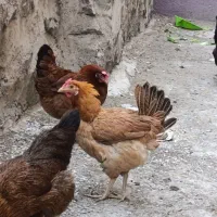 فروش 6تامرغ تخم کن 2تا خروس جوان پا بلندو1عدد اردک|حیوانات مزرعه|تهران, تهرانپارس غربی|دیوار