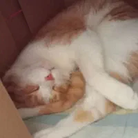 واگذاری موقت گربه