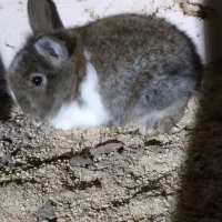 خرگوش زیباورنگارنگ