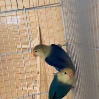 جفت کوتوله|پرنده|شیراز, شاپورجان|دیوار