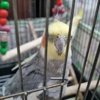 عروس هلندی|پرنده|شهریار, شهریار|دیوار