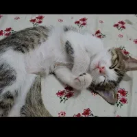 گربه رایگان|گربه|اسلامشهر, شهرک قائمیه|دیوار