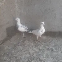 یک جفت سار نر ماده به شرط|پرنده|گلمکان, |دیوار