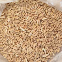 فروش گندم بوجاری شده|خدمات باغبانی و درختکاری|قیدار, |دیوار