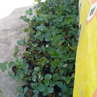 نهال توت فرنگی