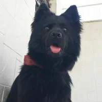 ژرمن بلک شولاین شیب دار( ماده یکساله )