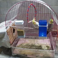 عروس هلندی