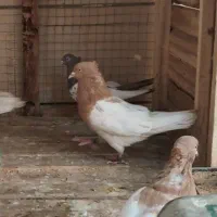 نر کله زرد|پرنده|آباده, |دیوار