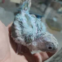 طوطی گرنجیک