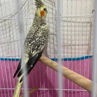 عروس هلندی الماسی