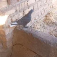 مجسمه کبوتر دمسفید|مجسمه، تندیس، ماکت|زابل, |دیوار