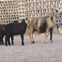 میش بره دار دقولو