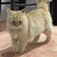 واگذاری گربه