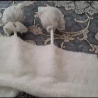 طبل 1.60|درام و پرکاشن|تربت‌حیدریه, کاشانی|دیوار