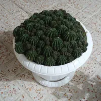 کاکتوس