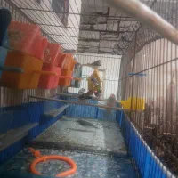 ۱۰ تا فنچ نر ماده