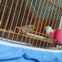 یه جفت فنچ با قفس و همچی