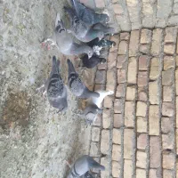 کفتر|پرنده|بیرجند, |دیوار