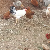 مرغ و خروس  جوان و قشنگ