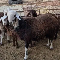 بره قوچ فروشی بره برج دوهستش|حیوانات مزرعه|رشتخوار, |دیوار