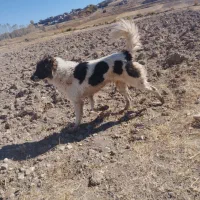 سگ گلعی و نگهبان