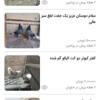 کبوتر سبز، دم سفید گم شده طالب