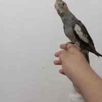 جوجه عروس هلندی سخن گو|پرنده|نورآباد, |دیوار