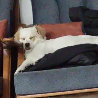 واگذاری سگ اشپیتز