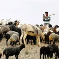 چوپان کاردر دامداری و چراندن گوسفندان در مغان