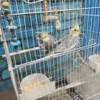 عروس هلندی|پرنده|قنوات, |دیوار