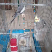 یک جفت عروس هلندی
