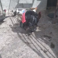 بوقلمون نر یدونه ماده